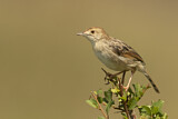 Image. Stout Cisticola