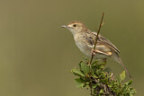 Image. Stout Cisticola