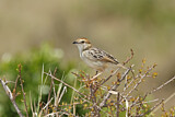 Image. Stout Cisticola