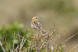 Image. Stout Cisticola