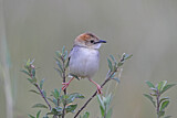 Image. Stout Cisticola
