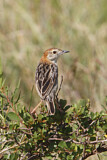Image. Stout Cisticola