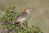 Image. Stout Cisticola