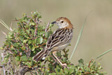 Image. Stout Cisticola