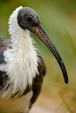 Image. Straw-necked Ibis