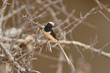Image. Straw-tailed Whydah
