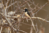Image. Straw-tailed Whydah