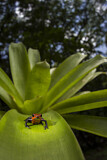 Image. Strawberry Poison Frog