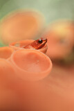 Image. Strawberry Poison Frog