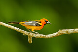 Image. Streak-backed Oriole