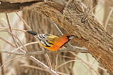 Image. Streak-backed Oriole