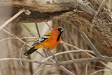 Image. Streak-backed Oriole