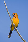 Image. Streak-backed Oriole