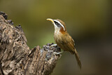 Image. Streak-breasted Scimitar Babbler