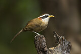 Image. Streak-breasted Scimitar Babbler