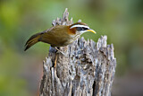 Image. Streak-breasted Scimitar Babbler