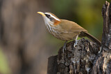 Image. Streak-breasted Scimitar Babbler