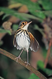 Image. Streak-chested Antpitta