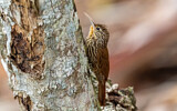 Image. Streak-headed Woodcreeper
