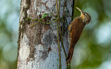 Image. Streak-headed Woodcreeper