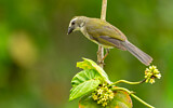 Image. Streaked Saltator