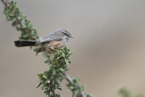 Image. Streaked Scrub Warbler
