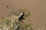 Image. Streaked Scrub Warbler