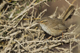 Image. Streaked Scrub Warbler