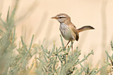 Image. Streaked Scrub Warbler