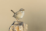 Image. Streaked Scrub Warbler
