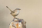 Image. Streaked Scrub Warbler
