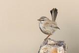 Image. Streaked Scrub Warbler