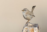Image. Streaked Scrub Warbler