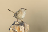 Image. Streaked Scrub Warbler