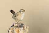 Image. Streaked Scrub Warbler
