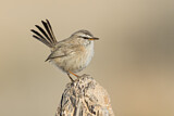 Image. Streaked Scrub Warbler