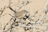 Image. Streaked Scrub Warbler
