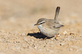 Image. Streaked Scrub Warbler