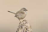 Image. Streaked Scrub Warbler