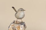 Image. Streaked Scrub Warbler