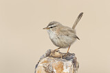 Image. Streaked Scrub Warbler
