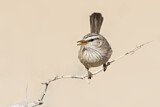 Image. Streaked Scrub Warbler