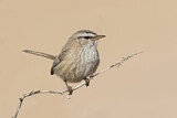 Image. Streaked Scrub Warbler