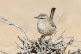 Image. Streaked Scrub Warbler
