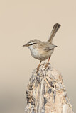 Image. Streaked Scrub Warbler