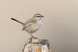 Image. Streaked Scrub Warbler