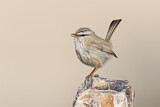 Image. Streaked Scrub Warbler