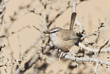 Image. Streaked Scrub Warbler