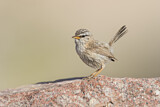 Image. Streaked Scrub Warbler