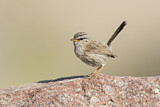 Image. Streaked Scrub Warbler